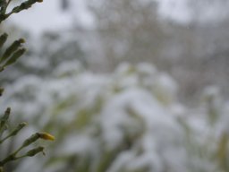 Winter in Bremen