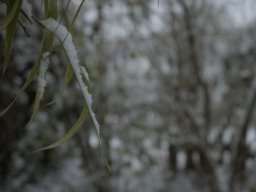 Winter in Bremen