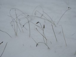 Winter in Bremen