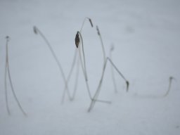 Winter in Bremen