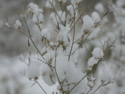 Winter in Bremen